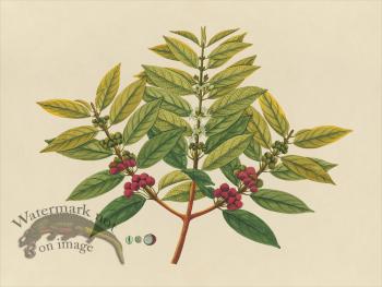 Far East Fruit and Flowers 07